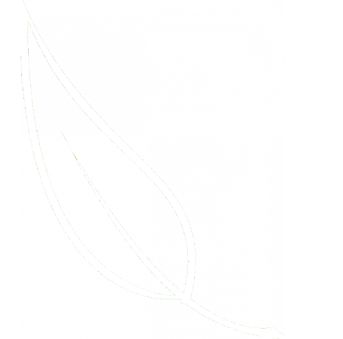 leaf green tea white